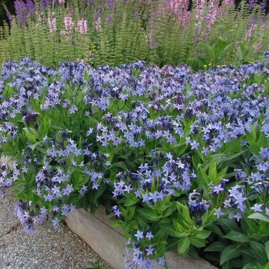 Amsonia Blue Ice- amsonija